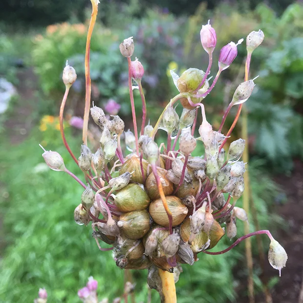 Babington leek bulbils