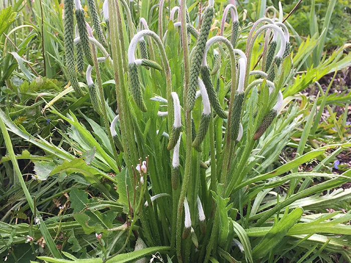 Bucks Horn plantain - Plantago coronopus pack of 150 seeds