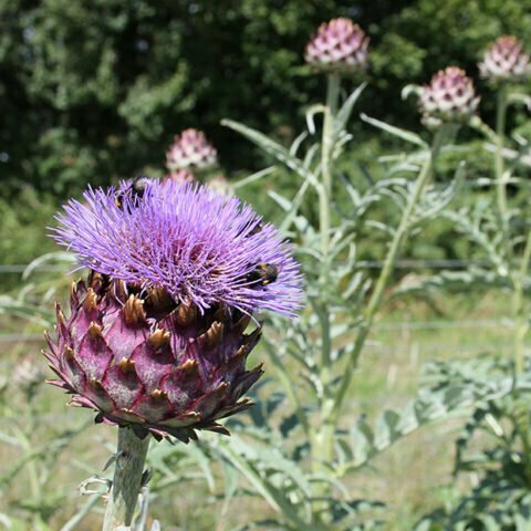 cardoons cardoon avorio bees absolutely