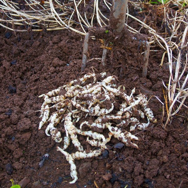 Chinese Artichoke (Stachys affinis) - pack of 10 seed tubers