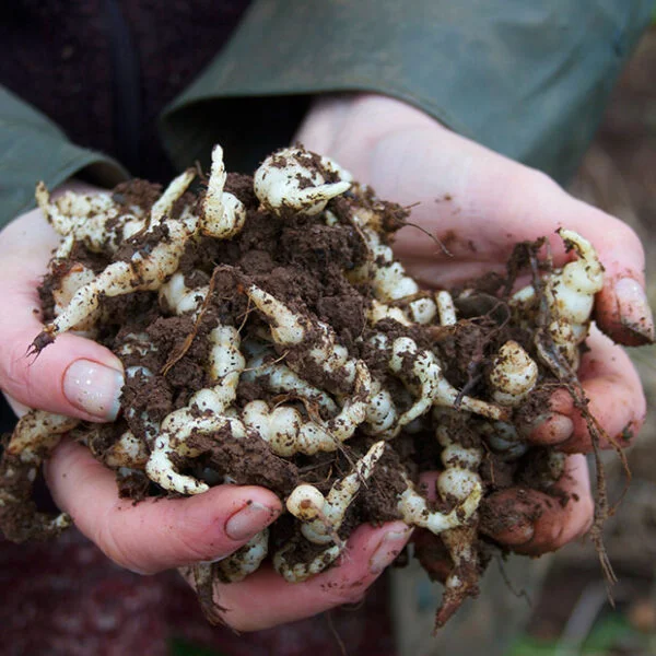 Perennial Chinese Artichoke tubers