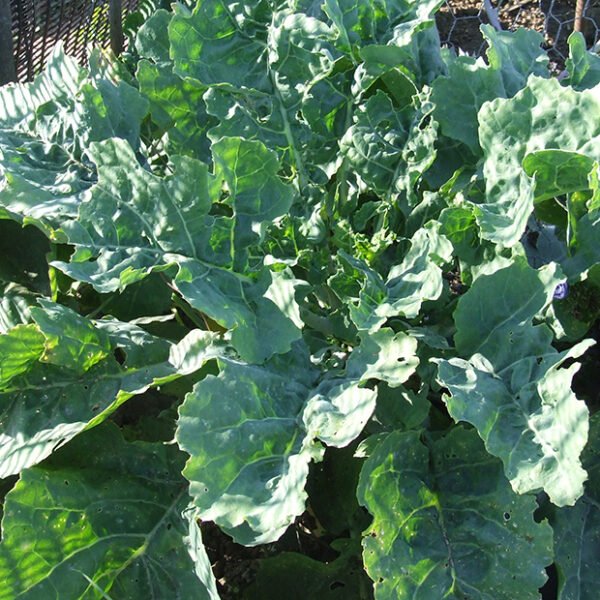 Daubenton Kale plant