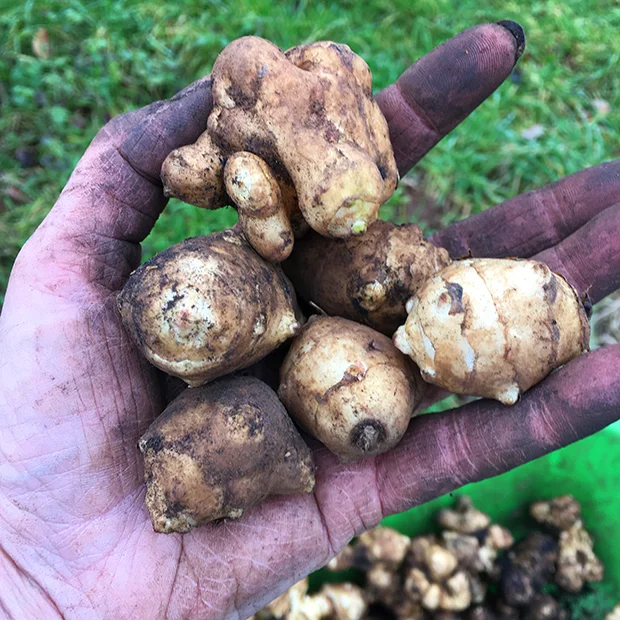 Dwarf sunray Jerusalem artichokes