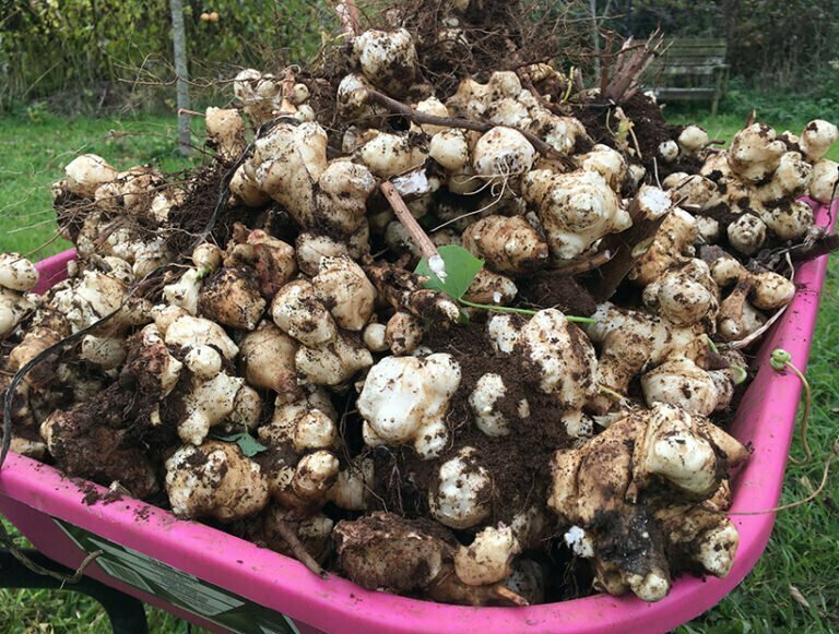 Jerusalem Artichoke 'Dwarf Sunray' pack of 6 small tubers • Incredible