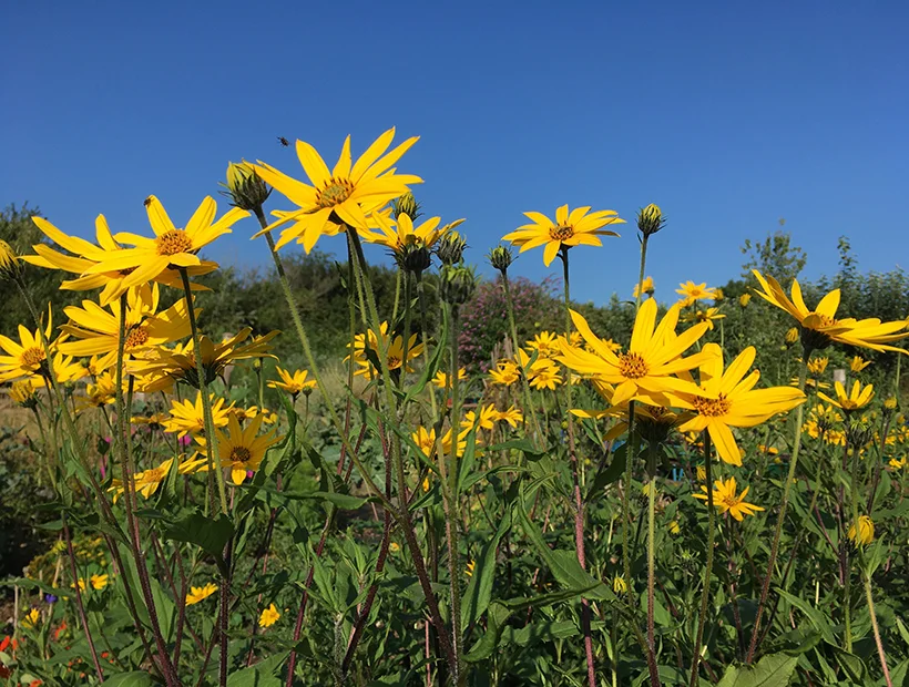 Jerusalem Artichoke 'Dwarf Sunray' 2 small tubers
