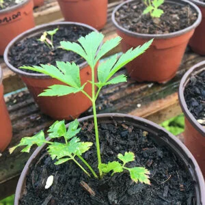 Dystaenia takesimana