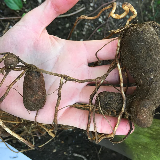 Earthnut pea tuber