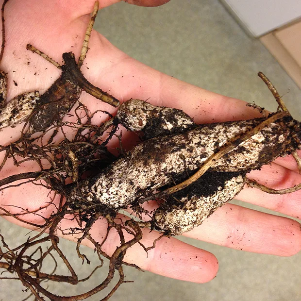 Earthnut pea tubers