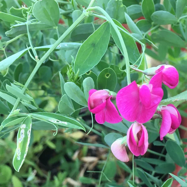 Earthnut pea flower