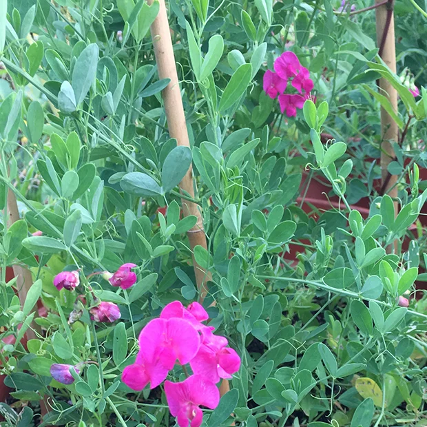 Earthnut pea flowers