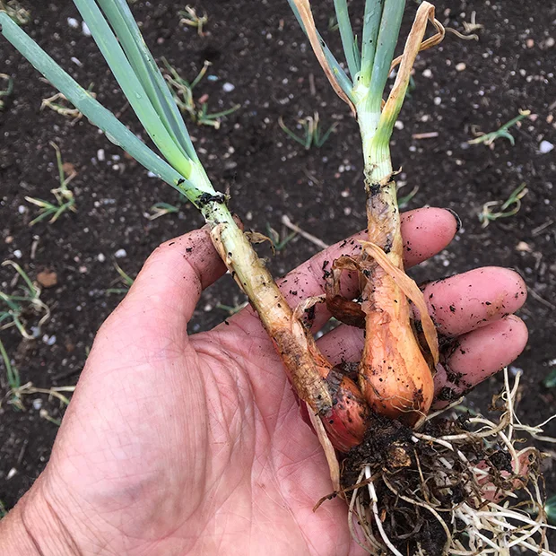 Everlasting onion