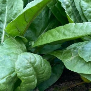 Garden sorrel - non flowering form