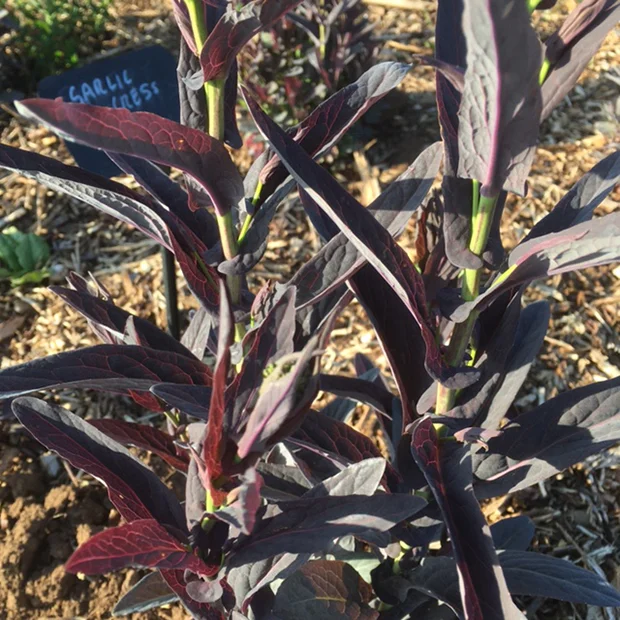 Garlic cress -Peltaria alliacea