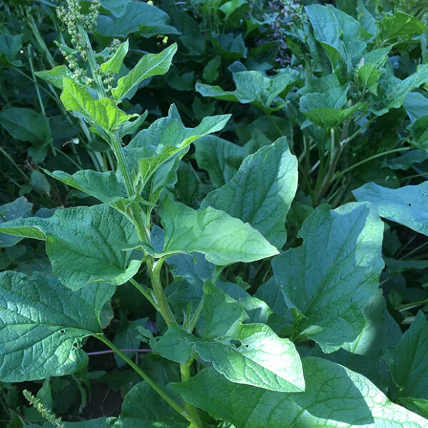 Good King Henry
