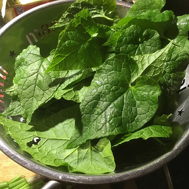 Hablitzia tamnoides leaves