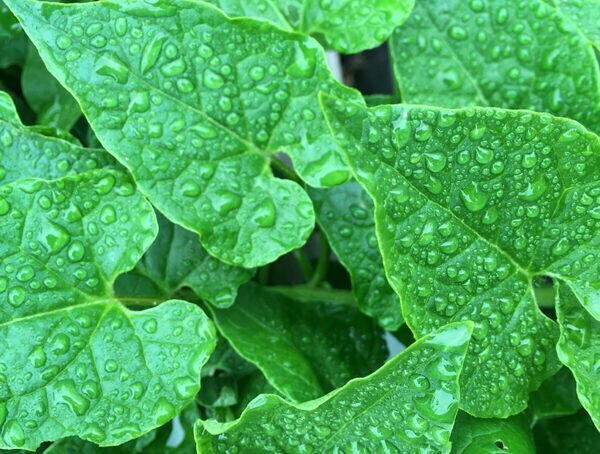 Hablitzia tamnoides - Caucasian spinach (potted plant)