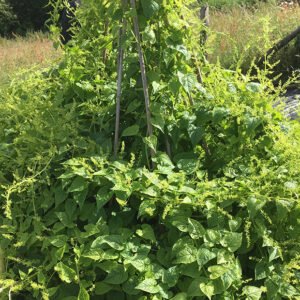 Hablitzia tamnoides - Caucasian spinach (potted plant)