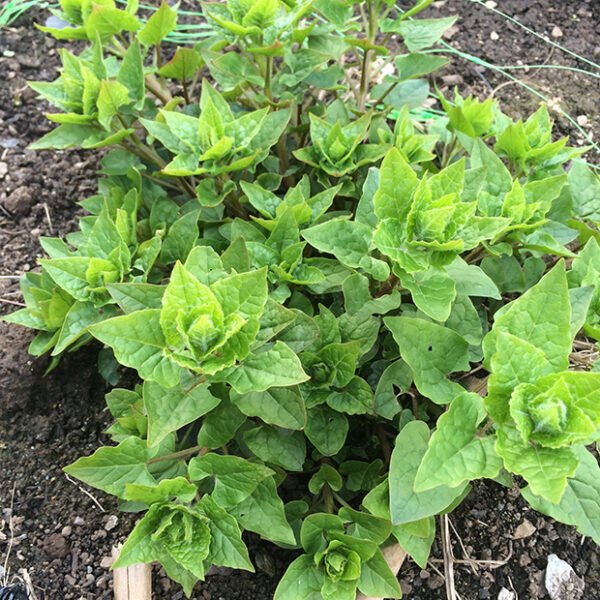 Vibrant green growth of a Hablitzia plant in early spring