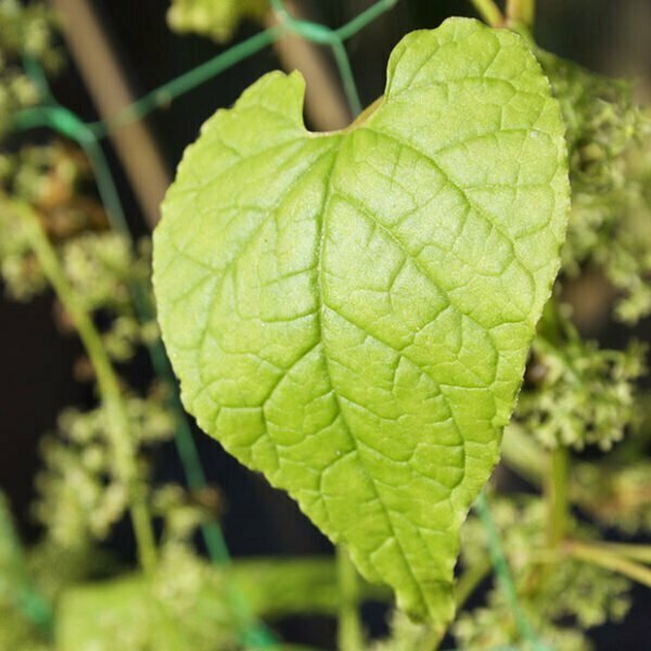 Hablitzia tamnoides - Caucasian Spinach leaf
