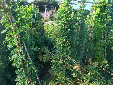 What's Growing • Incredible Vegetables