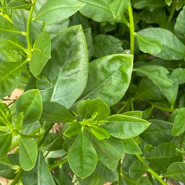 Jewels of Opar Talinum paniculatum
