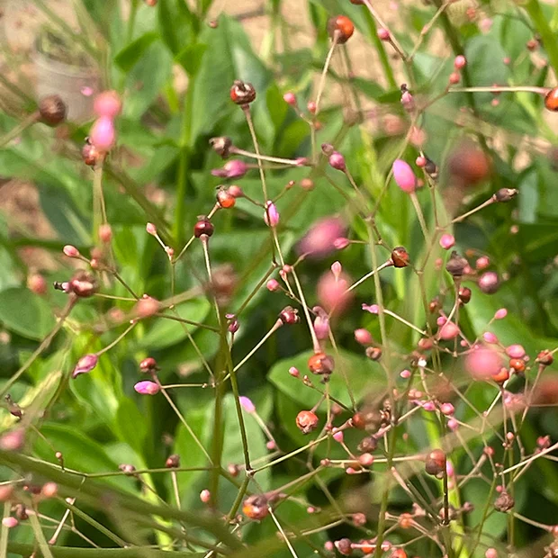 Jewels of Opar Talinum paniculatum
