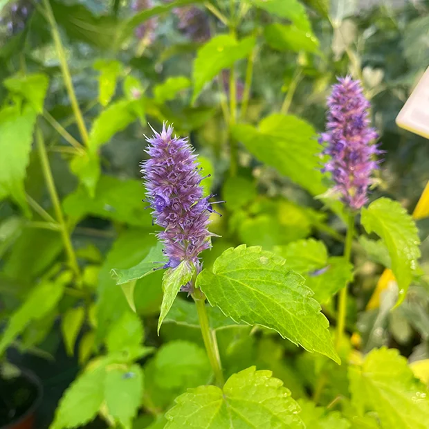 Korean mint Agastache rugosa