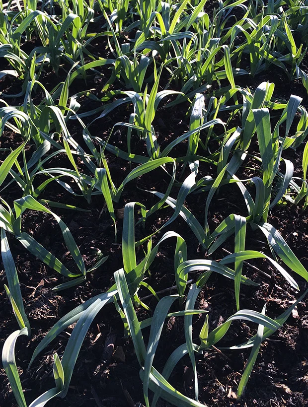 Babington Leek