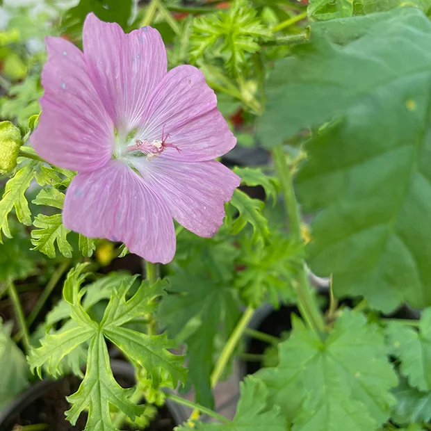 Malva moschata - Musk mallow