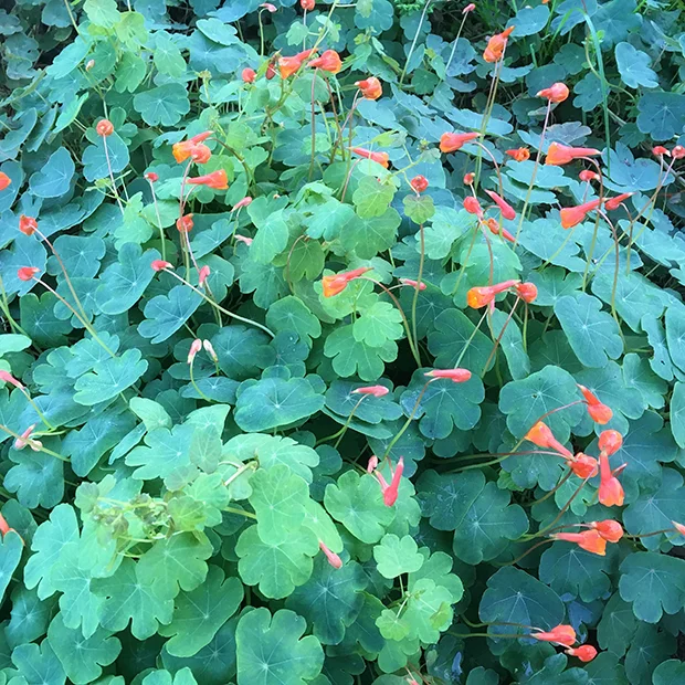 Mashua - Tropaeoleum tuberosum