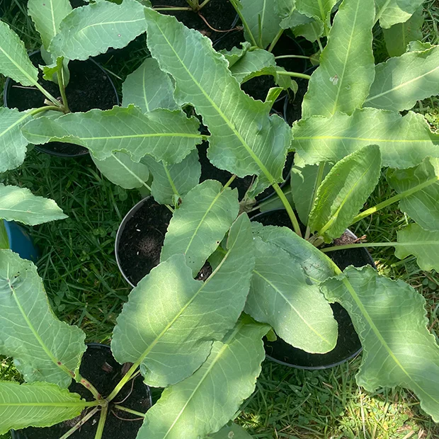 Patience Dock Rumex patientia