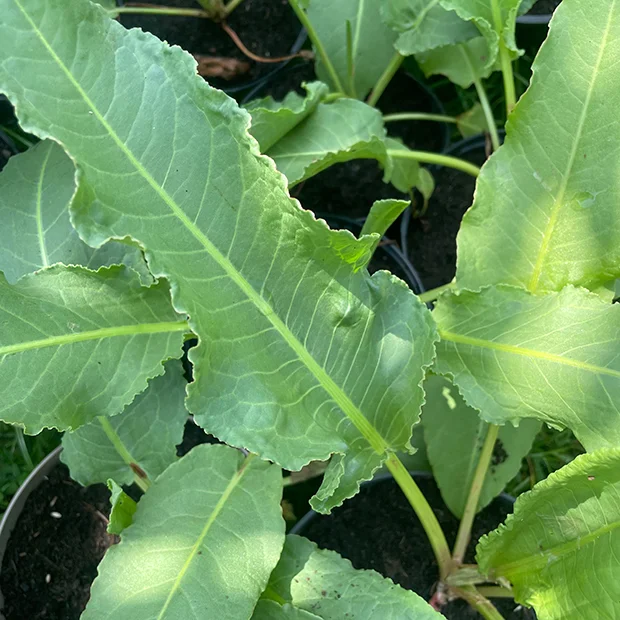 Patience Dock Rumex patientia