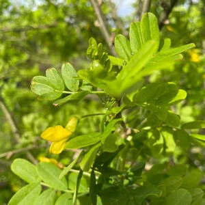 Siberian pea shrub