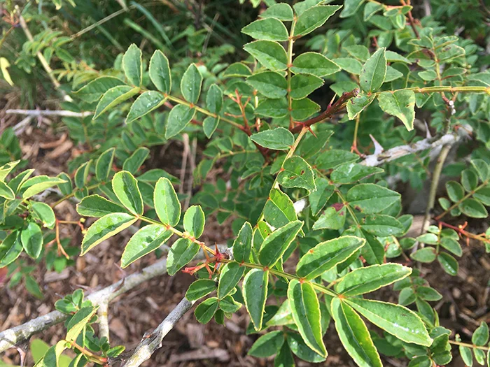 Szechuan peppercorn