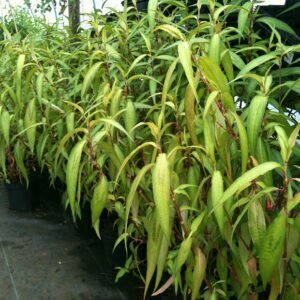 Vietnamese coriander, Persicaria odorata