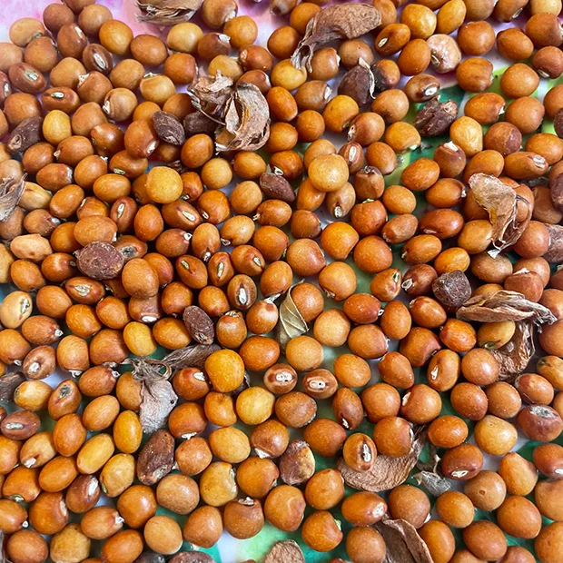 Pigeon pea Cajanus cajun seeds