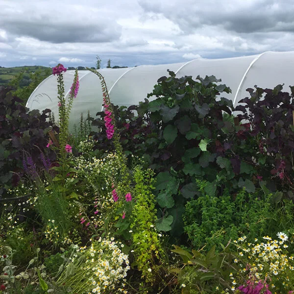 purple tree collards growing in the vegetable garden