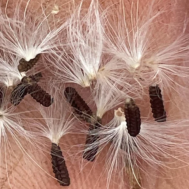 reichardia picroides seeds