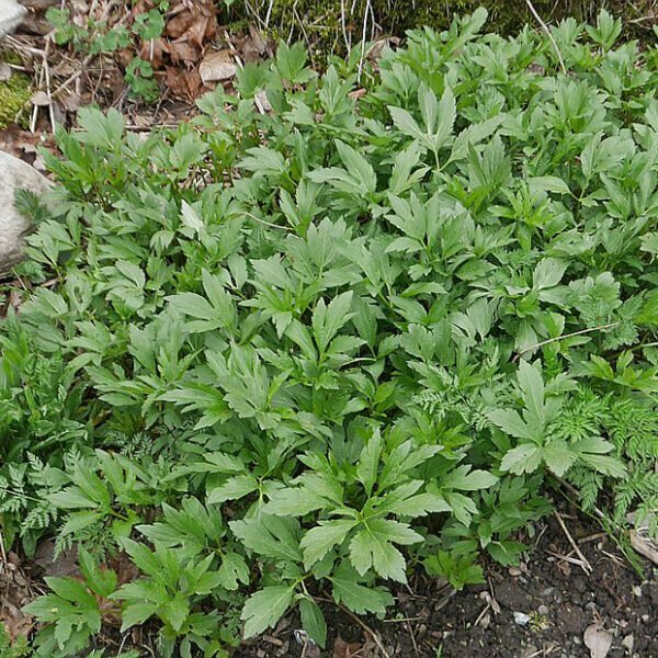 Rudbeckia laciniata, Sochan