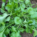 Scurvy grass - Cochlearia officinalis potted plant • Incredible Vegetables