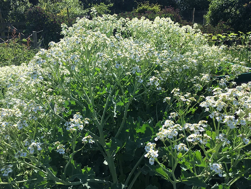 Sea Kale Crambe maritima