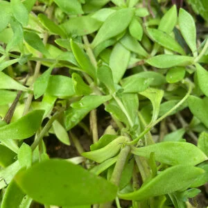 Sedum sarmentosum