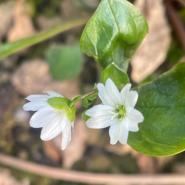 Siberian purslane Montia sibirica