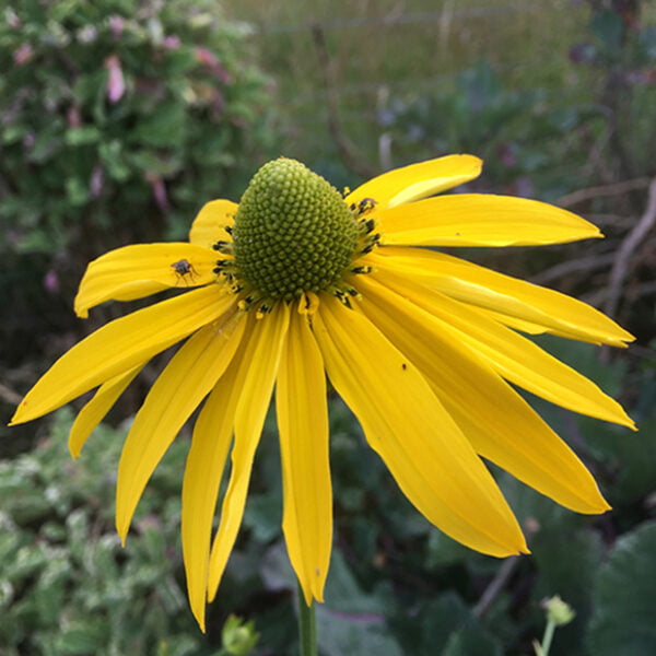 Rudbeckia laciniata, Sochan