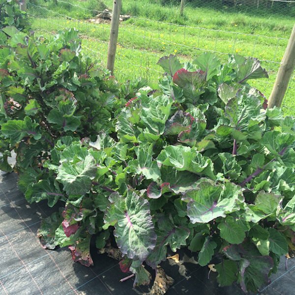 Taunton Deane perennial kale (potted plant)
