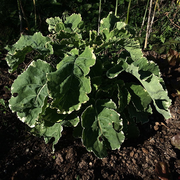 Daubenton's kale, variegated variety