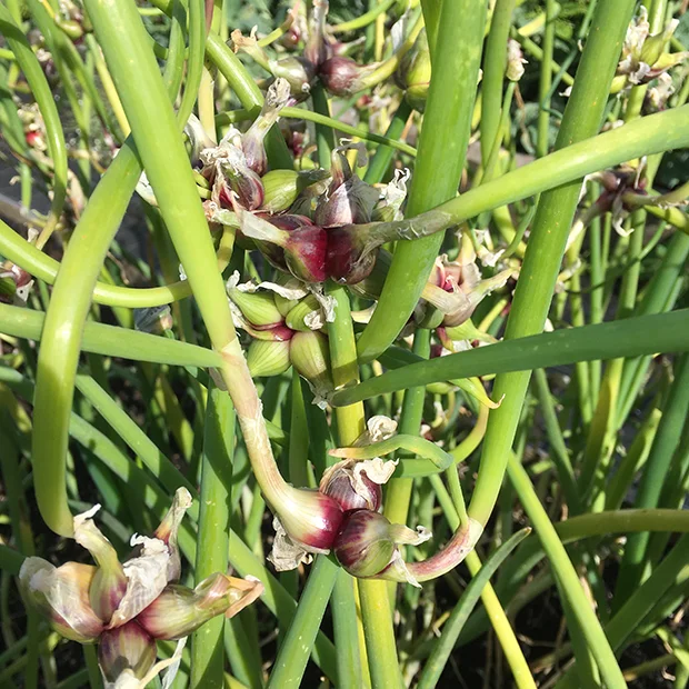 Walking Onions