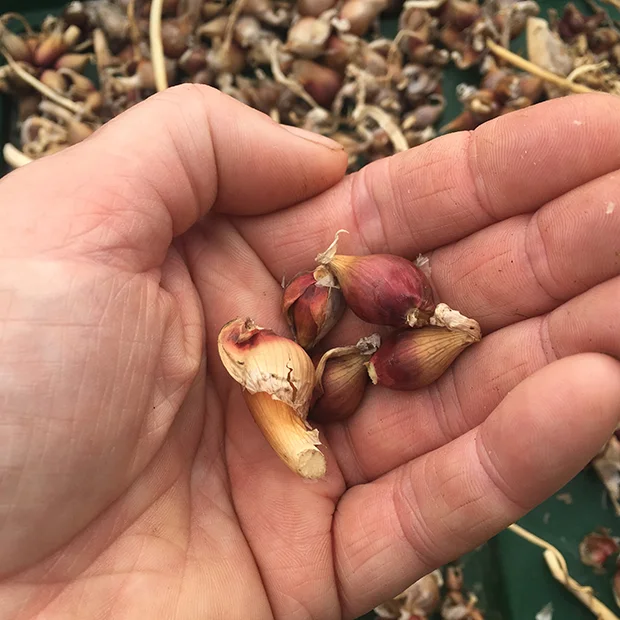Walking onion bulbs for planting