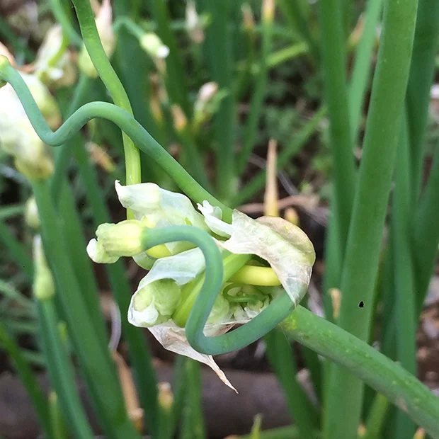 Walking onion top setting bulbs