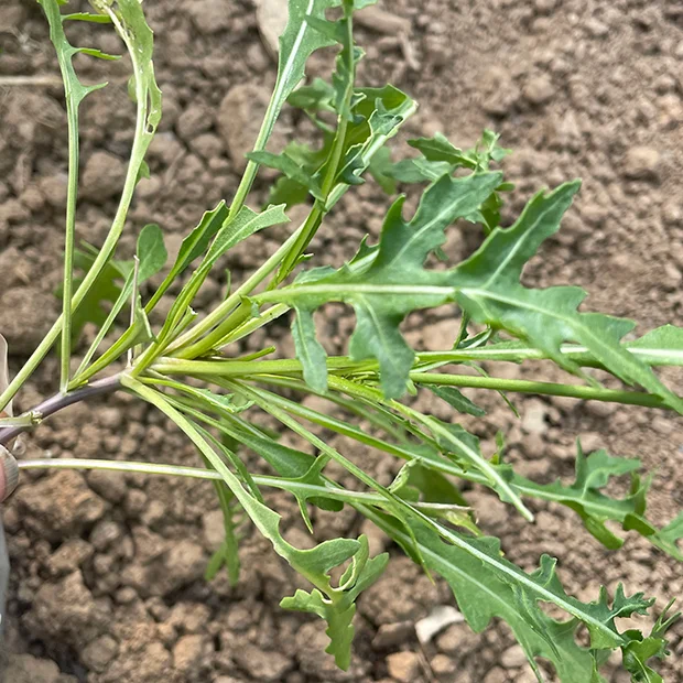 Diplotaxis tenuifolia - perennial wall rocket